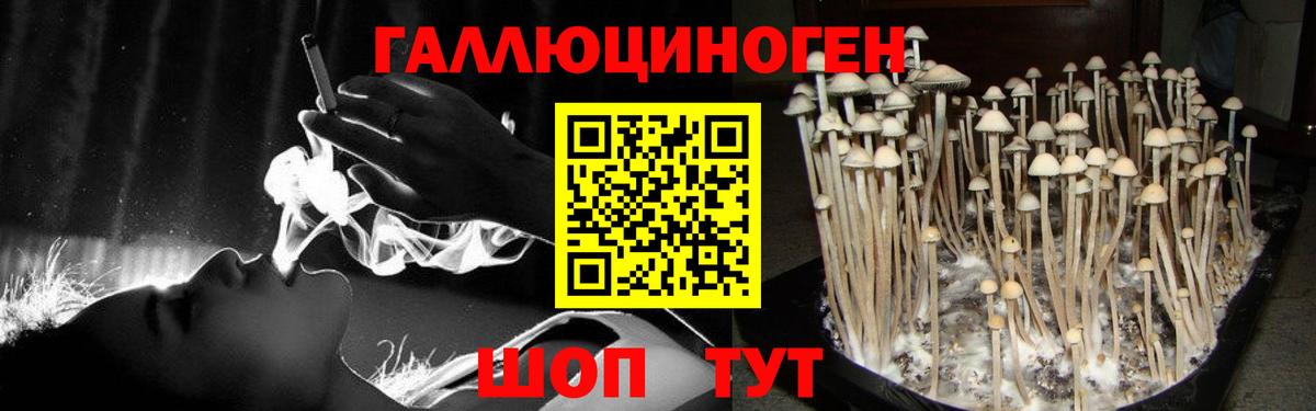 Галлюциногенные грибы MAGIC MUSHROOMS  Славгород  Псилоцибиновые грибы GOLDEN TEACHER 